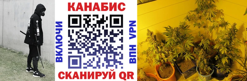 где найти наркотики Кингисепп Конопля SATIVA & INDICA